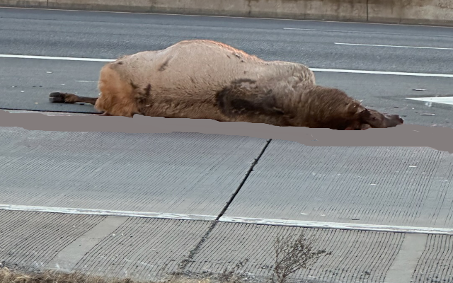Heavy Equipment Needed To Clear 600 Pound Animal From Interstate