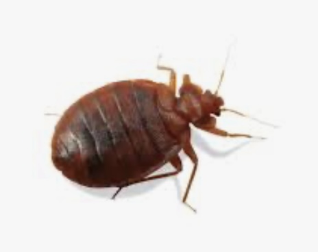 Students Report Bed Bugs At Thornwood High School
