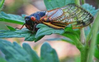 Walk a ‘Cicada Symphony’ trail, plan a native garden with May Forest Preserve programs