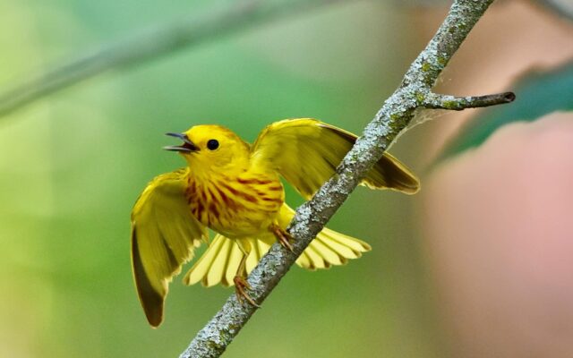 Migration Celebration, bird photo contest highlight Forest Preserve’s May program lineup